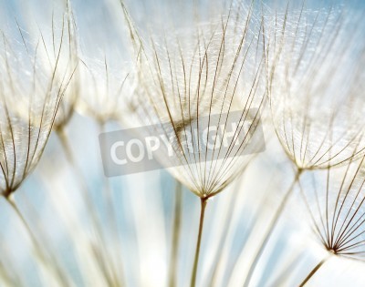 Papier peint  Graines de pissenlit sur le ciel
