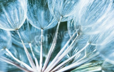 Papier peint  Graines de pissenlit version macro