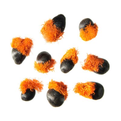 Papier peint  Graines de Strelitzia sur fond blanc