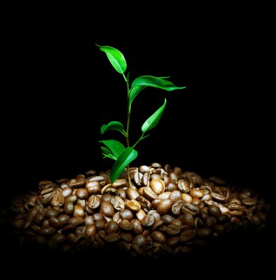 Papier peint  Grains de café et plante verte