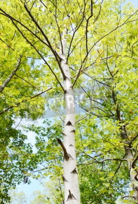 Papier peint  Grand bouleau