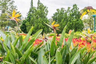 Papier peint  Grand buisson avec des fleurs de Strelitzia Reginae à un parc de fleurs à Dalat Vietnam