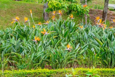 Papier peint  Grand buisson avec des fleurs de Strelitzia Reginae à un parc de fleurs à Dalat Vietnam