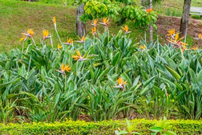 Papier peint  Grand buisson de fleurs de Strelitzia Reginae dans un parc de fleurs à Dalat au Vietnam