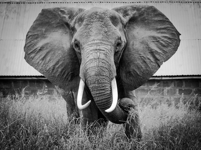 Papier peint  Grand éléphant portrait