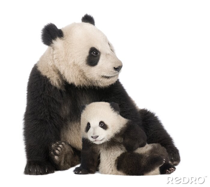 Papier peint  Grand panda et petit panda