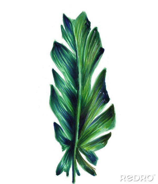 Papier peint  Grande feuille de bananier sur fond blanc