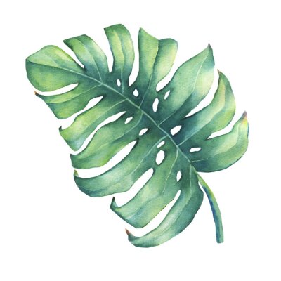 Grande feuille verte tropicale de Monstera plante. Peinture d'aquarelle dessinée par la main.
