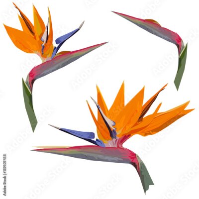 Papier peint  Grande fleur d'une strelitzia royale