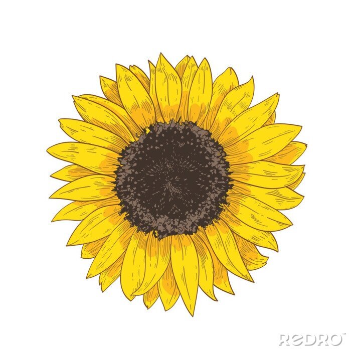 Papier peint  Grande fleur de tournesol d'été