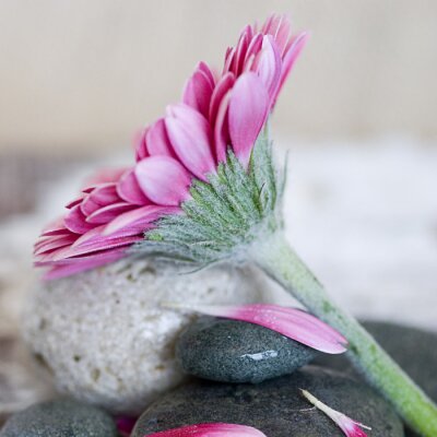 Grande fleur sur des pierres