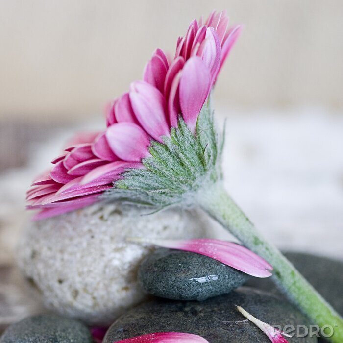 Papier peint  Grande fleur sur des pierres