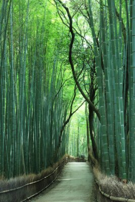 Papier peint  Grande forêt de bambous