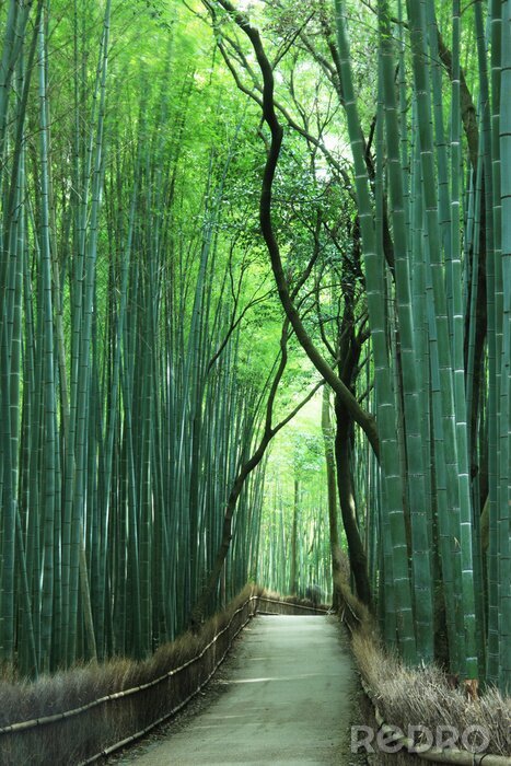 Papier peint  Grande forêt de bambous