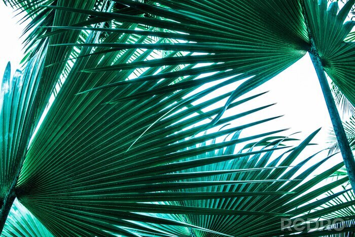 Papier peint  Grandes feuilles de palmier