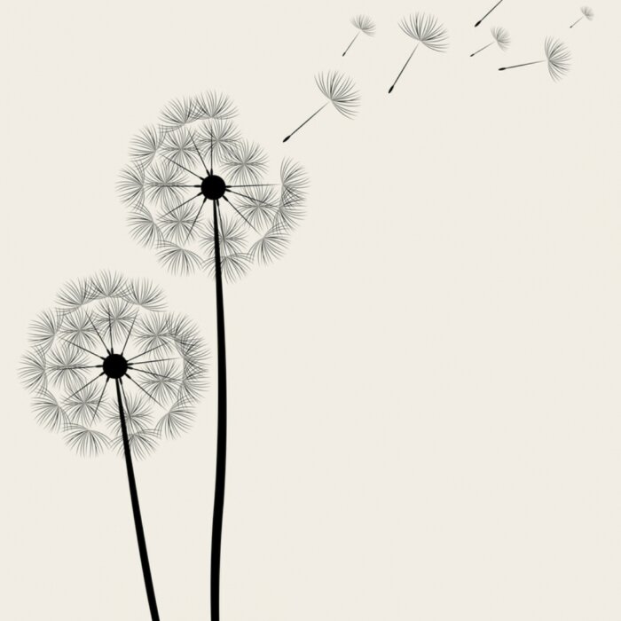 Papier peint  Grandes fleurs de pissenlit