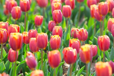 Grandes fleurs de tulipe