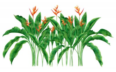 Papier peint  Grandes plantes tropicales de Strelitzia sur fond blanc