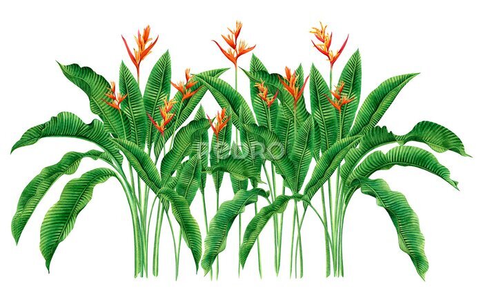 Papier peint  Grandes plantes tropicales de Strelitzia sur fond blanc