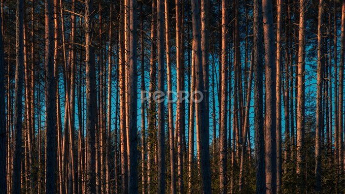 Papier peint  Grands arbres étroits dans la forêt