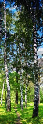 Papier peint  Grands bouleaux