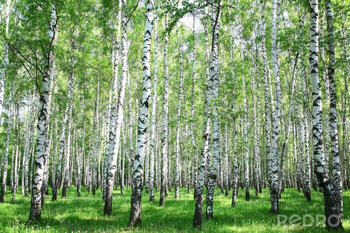 Papier peint  Grands bouleaux au printemps
