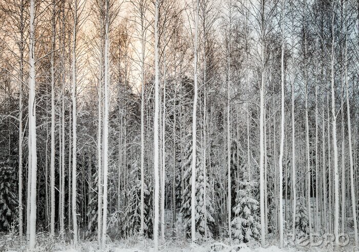 Papier peint  Grands bouleaux couverts de neige