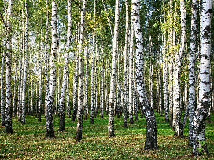 Papier peint  Grands bouleaux dans la forêt