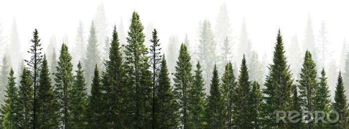 Papier peint  Grands conifères