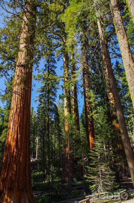 Papier peint  Grands conifères