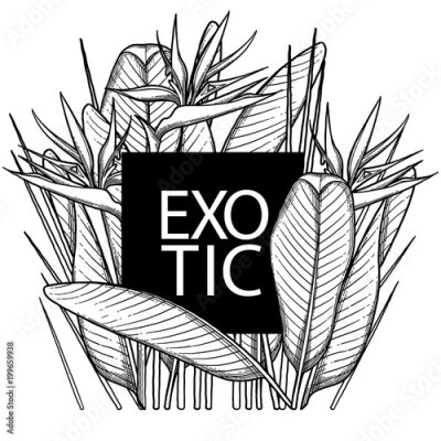 Papier peint  Graphic strelitzia card