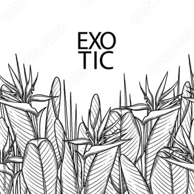 Papier peint  Graphic strelitzia card