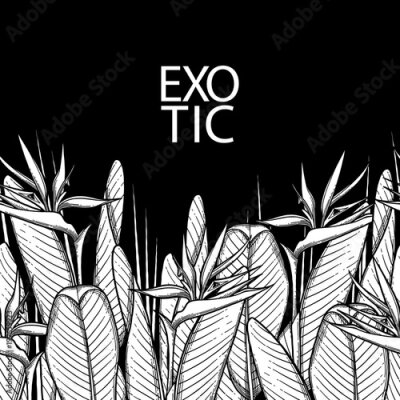 Papier peint  Graphic strelitzia card