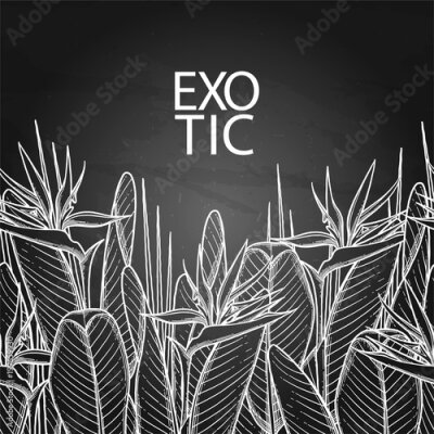 Papier peint  Graphic strelitzia card