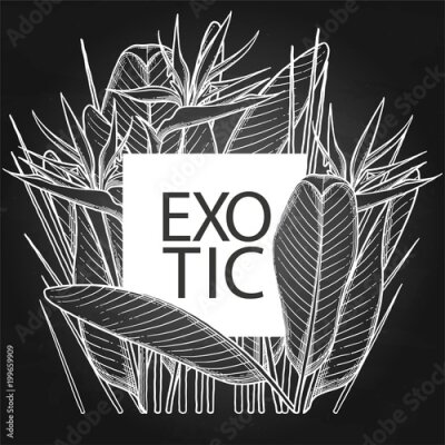 Papier peint  Graphic strelitzia card