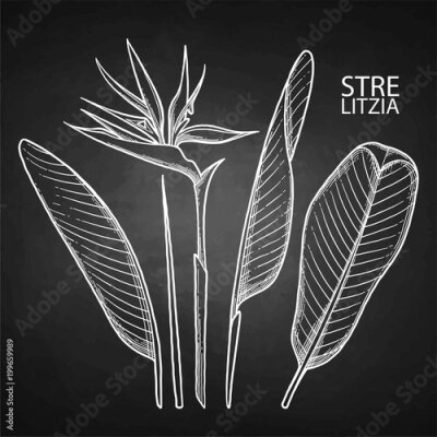 Papier peint  Graphic strelitzia collection