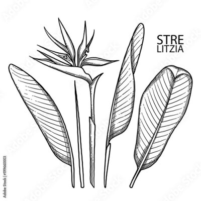 Papier peint  Graphic strelitzia collection