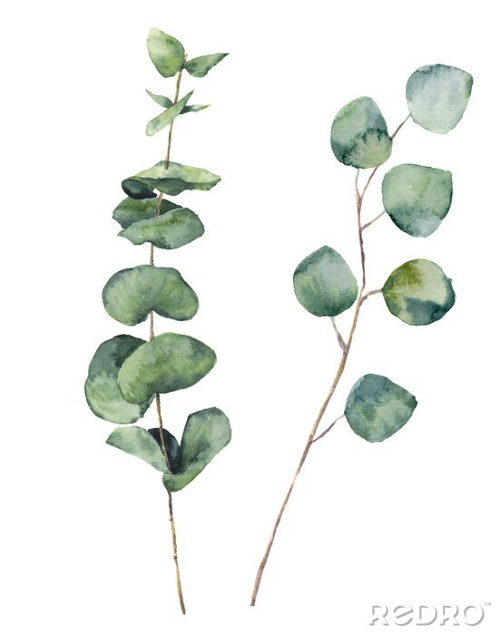 Papier peint  Graphique botanique avec des feuilles vertes d'eucalyptus
