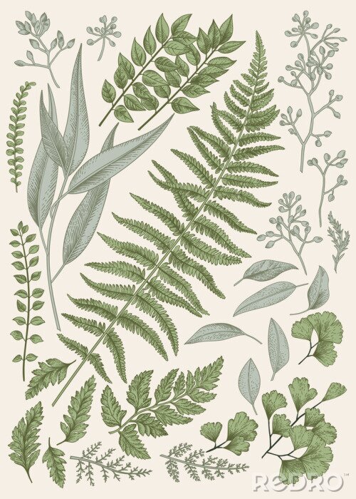 Papier peint  Graphique botanique de feuilles d'arbres forestiers