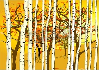 Papier peint  Graphique Bouleaux d'automne