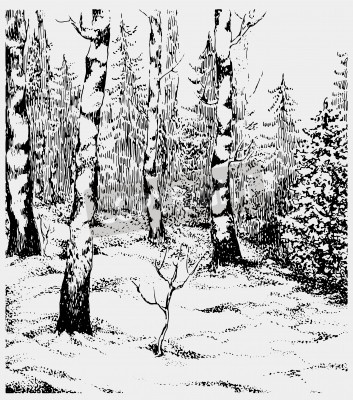 Papier peint  Graphique noir et blanc avec des bouleaux