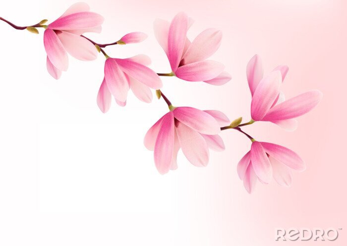 Papier peint  Graphiques avec un magnolia rose