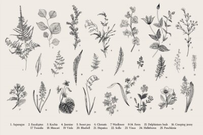 Gravure avec des plantes de champ vintage