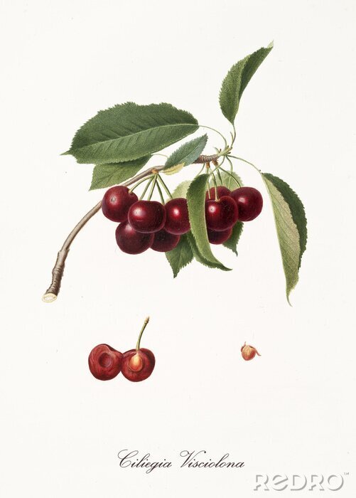 Papier peint  Gravure nature et botanique d'un bouquet de cerises