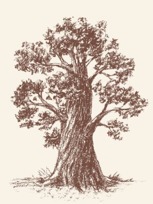 Papier peint  Gravure rétro avec un arbre