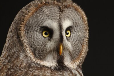 Papier peint  great grey owl face with black background