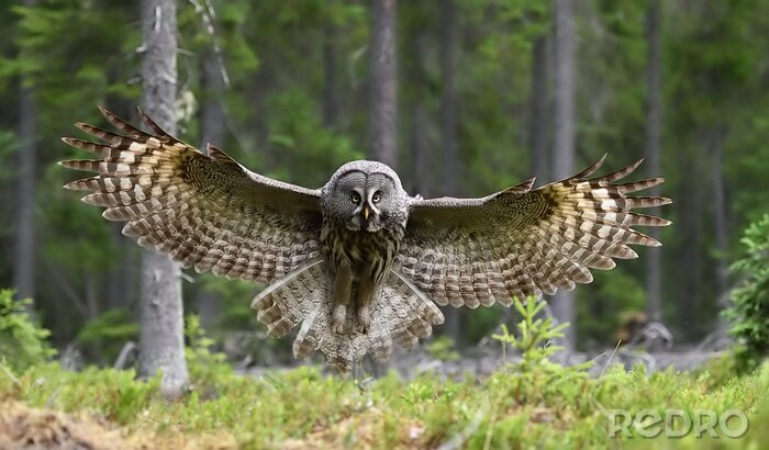 Papier peint  Great grey owl in flight in forest landscape. Owl in flight.