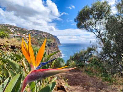 Papier peint  Green and orange strelitzia tropical plant in Madeira island. Bird of paradise flower with a scenic ocean coastline in the background