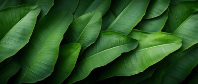 Papier peint  Green banana leaves panoramic background