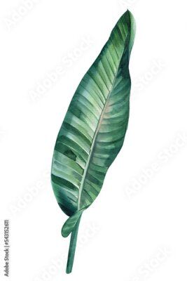 Papier peint  Green leaf. Strelitzia on isolated background, hand drawn watercolor botanical painting.